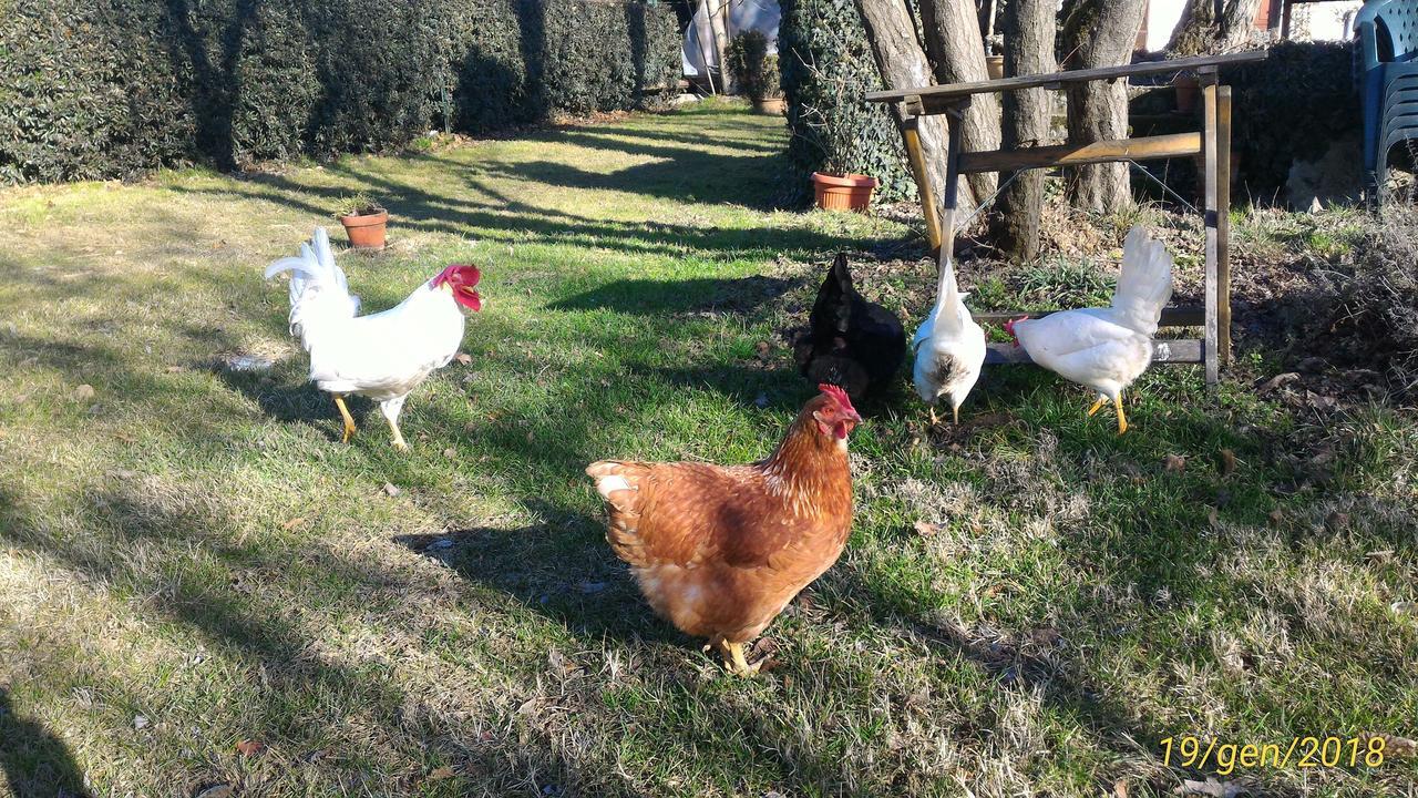 L'Ape In Corte Casa Di Campagna, Via Francigena Stanze E Colazione Vaccarizza Eksteriør billede
