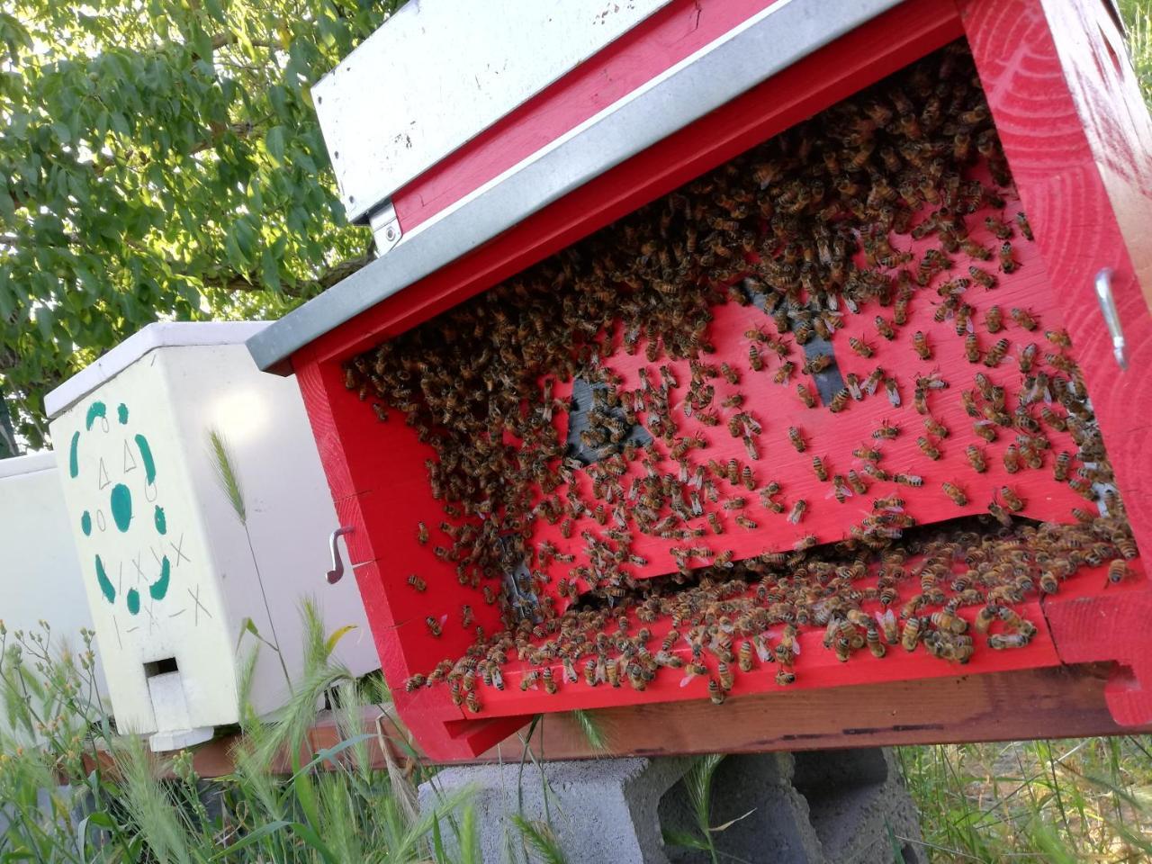 L'Ape In Corte Casa Di Campagna, Via Francigena Stanze E Colazione Vaccarizza Eksteriør billede